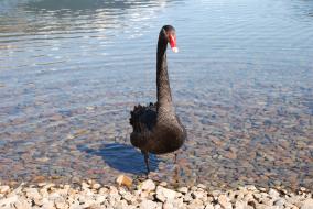Black Swan Walking