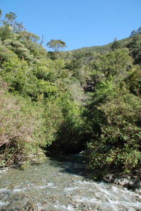 Brook Waimarama Sanctuary Forest