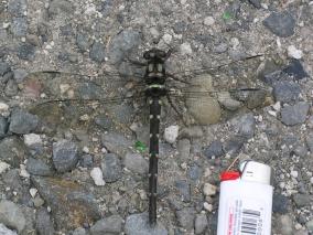 Giant Dragonfly