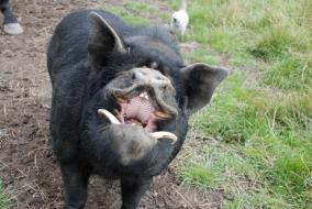 Kune Kune Pig