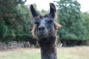 Llama at Kaikoura Farm Park