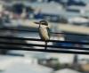 New Zealand Kingfisher