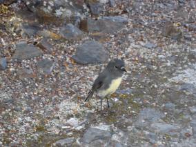 New Zealand Native Robin
