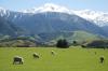 New Zealand Sheep Farm