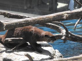 Otter About to Take a Dip