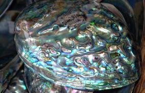 Paua Shell