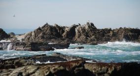 Peninsula Seal Colony Kaikoura