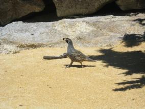 California Quail