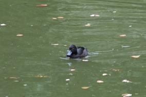 Scaup