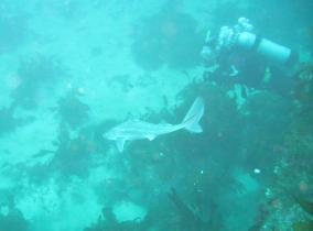 Scuba Diving Milford Sound