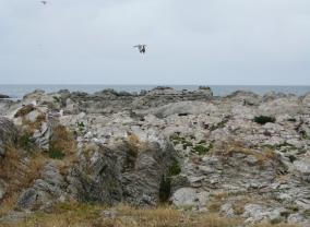 Kaikoura Seagulls