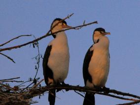Shags in a tree near Waimanu Lagoon
