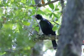 Singing Tui