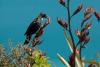 Tui feeding from Harakeke Flower