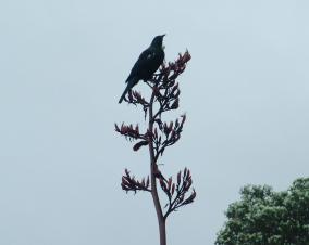 Tui on Flax