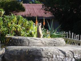 Wellington Zoo Meerkat