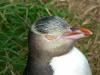 Yellow Eyed Penguin