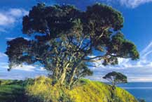 Memorial Hill Memorial Hill