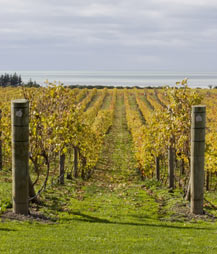 Hawkes Bay grape vines Hawkes Bay grape vines